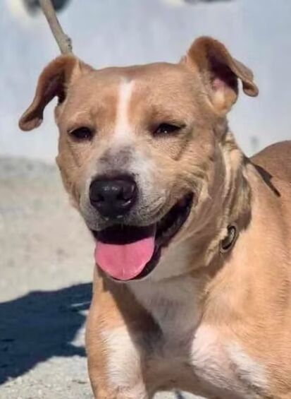 The Ultimate Guide to Keeping Your Dog Happy and Healthy image